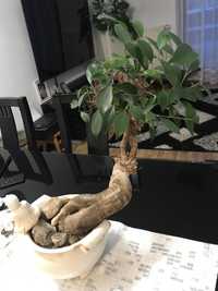 Zdrowe bonsai.  z doniczką