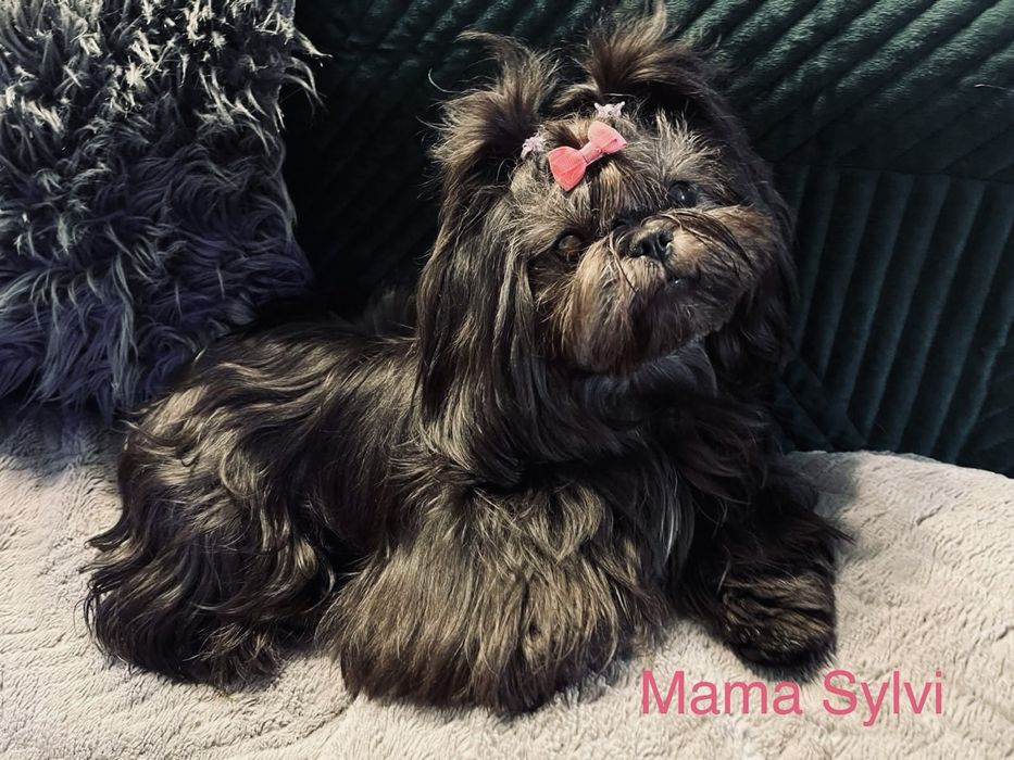 Shih tzu uroczy piesek w skarpetkach