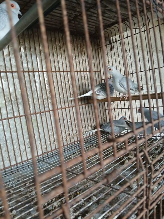 Rolas diamante fêmeas 2025