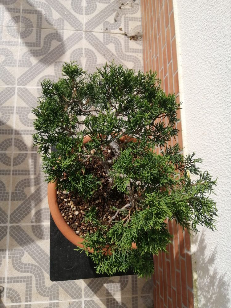 Bonsai Juniperus Cascata