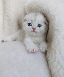 Вислоухие котята скоттиш фолд