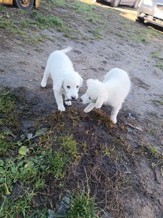 szczeniak owczarek podhalanski