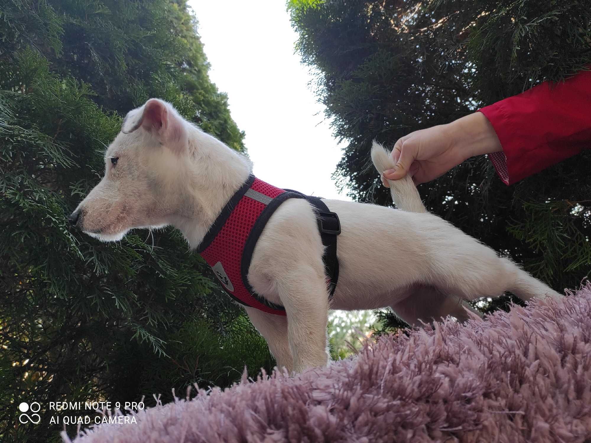 Jack Russell Terrier -- SUNIA