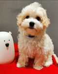 Urocza sunia Maltipoo