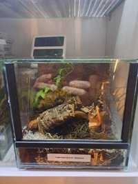 Terrarium nowe  szkło