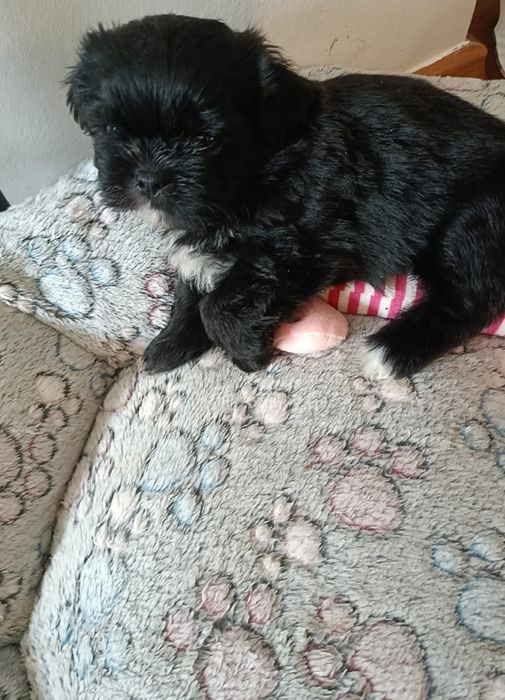 Śliczna dziewczynka  shih-tzu