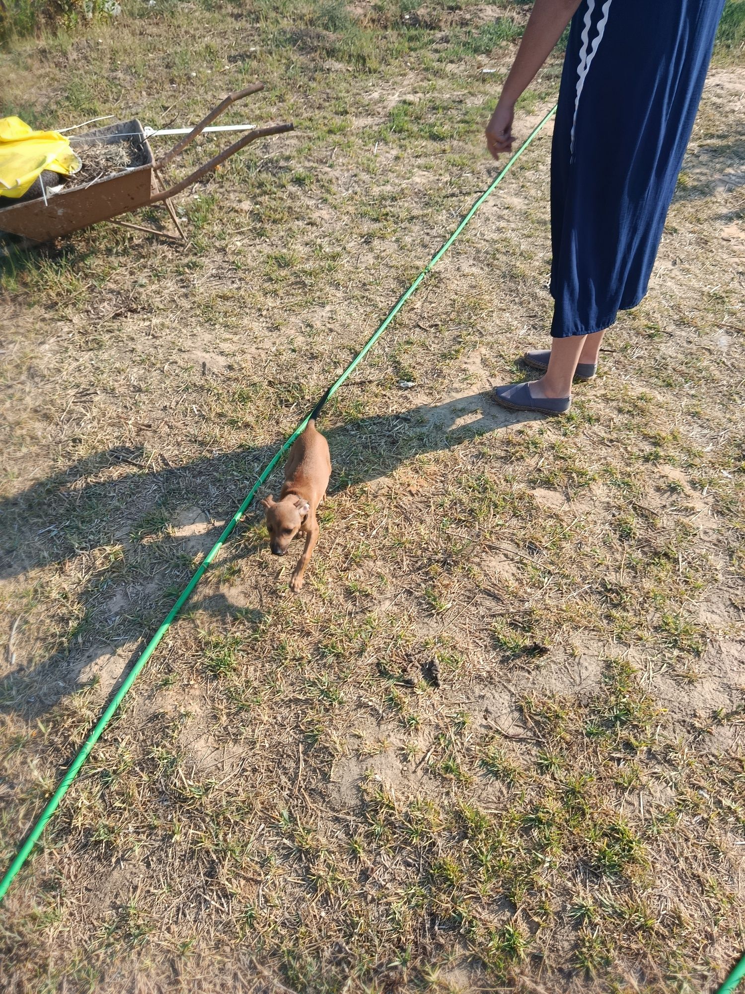 Cão com 2 meses para adotar