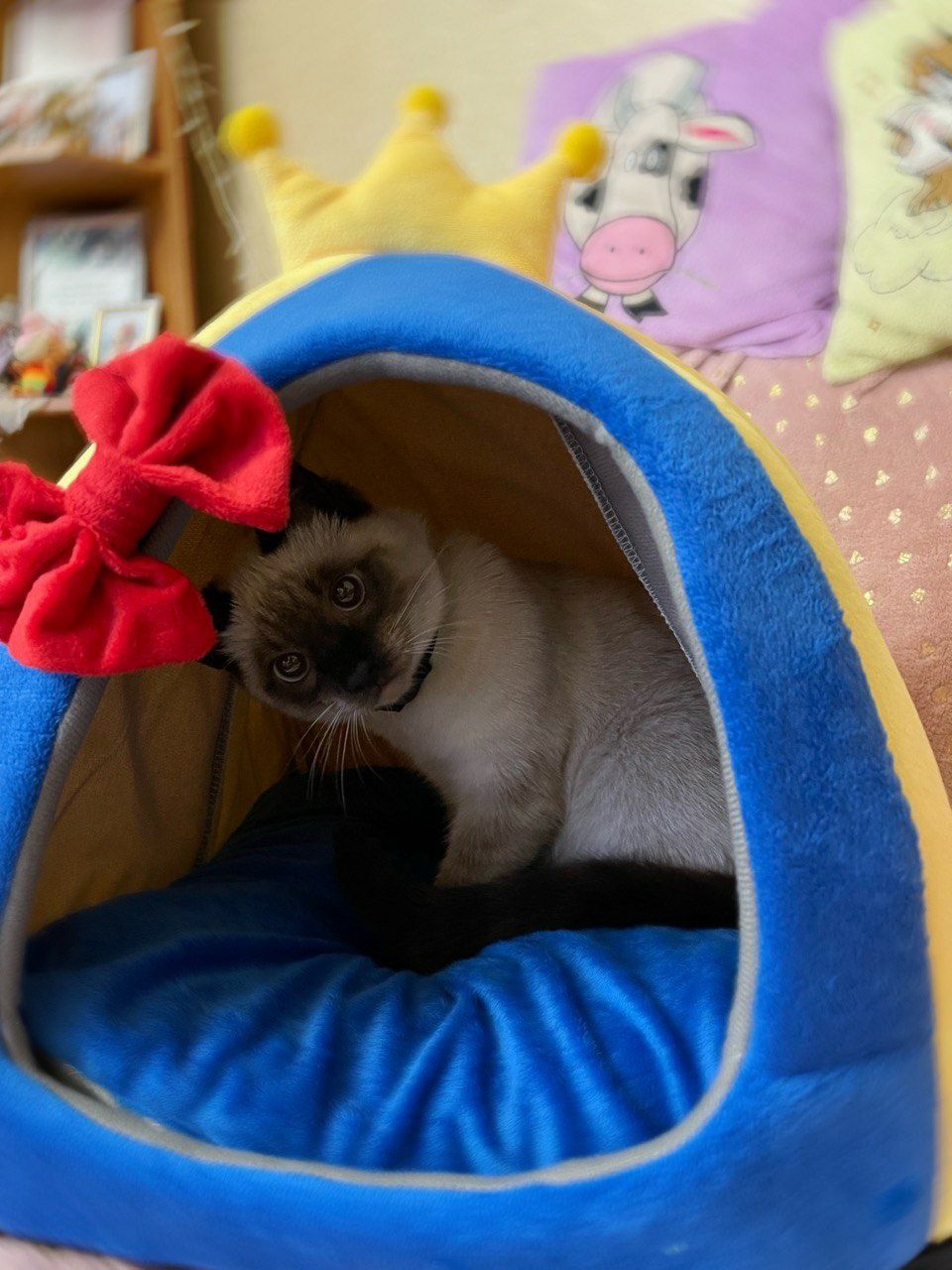 Домик для собаки кота патриотический
