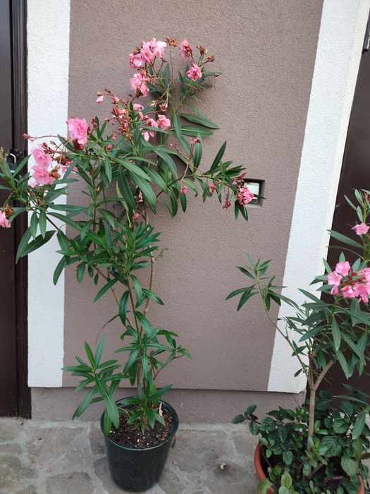 Продається олеандр!