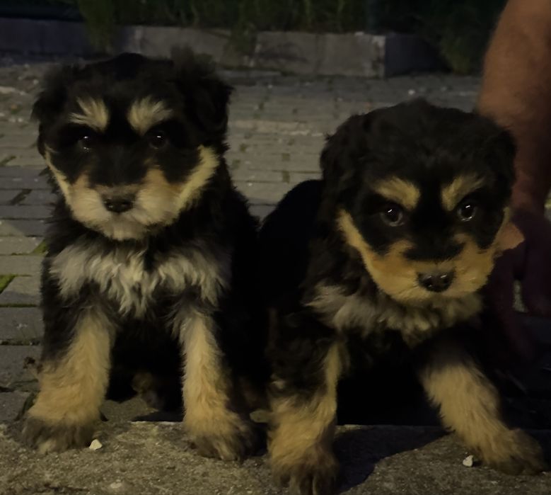 Serra d’Aires para adoção