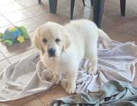 Golden Retriever FCI po Ch.Pl - JAGO 2 m-ce  piesek do kochania:)