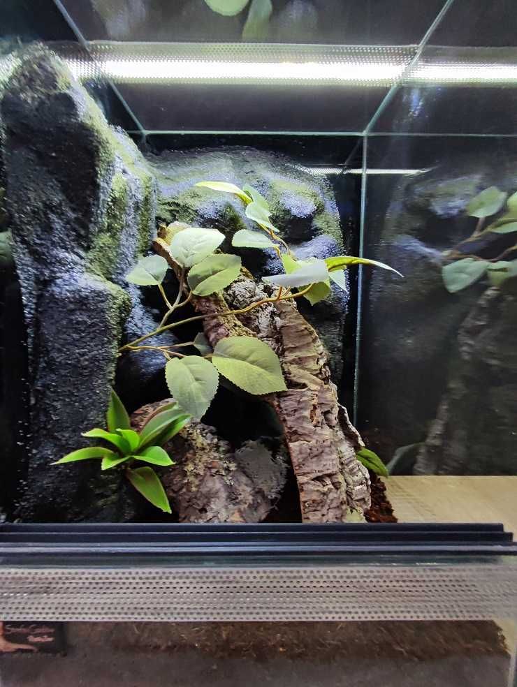 Terrarium szklane nr40 30/30/50 dla gekona orzęsionego, żab DOSTĘPNE