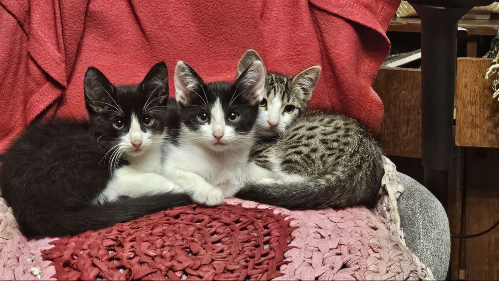 Кошенята мишолови