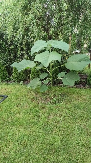 KARPY Paulownia Oxytree Paulovnia Paulownia Drzewo Tlenow 2 LETNIE !!