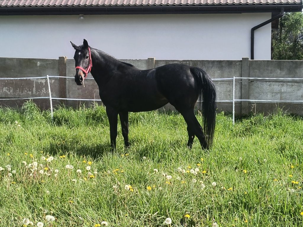 Sprzedam klacz skarogniada