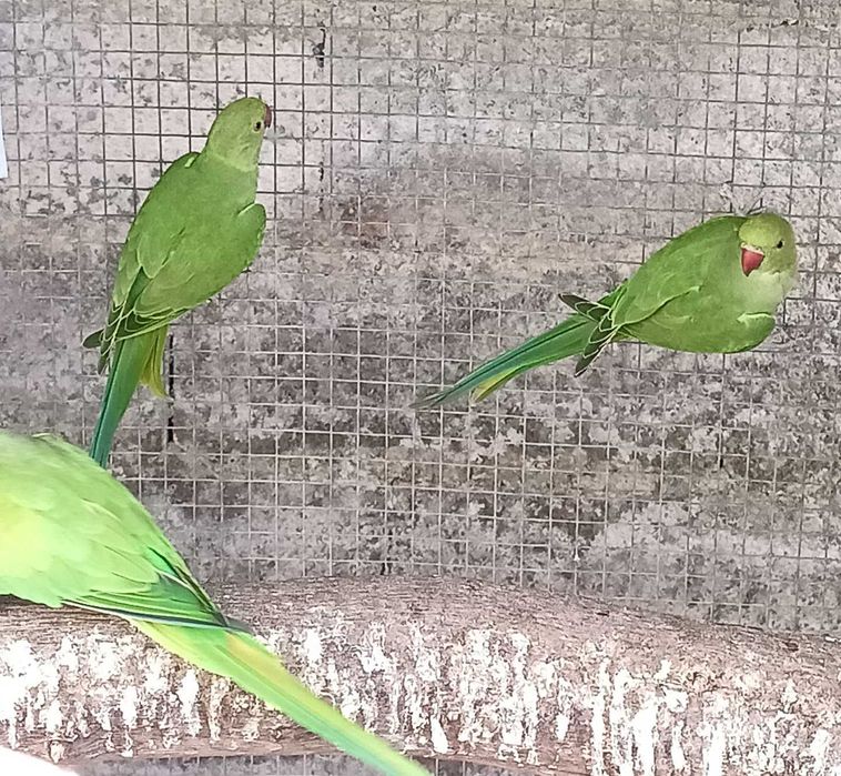 Ring Necks Novos e anilhados