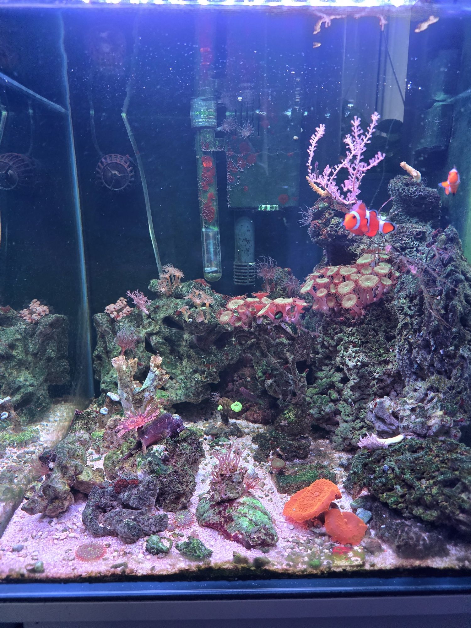 Akwarium morskie 100l