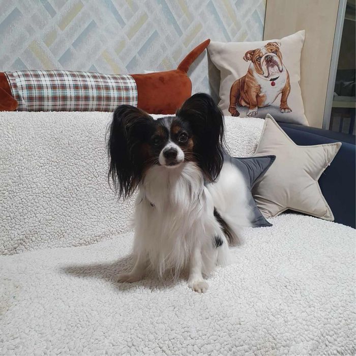 Папийон вязка хлопчик