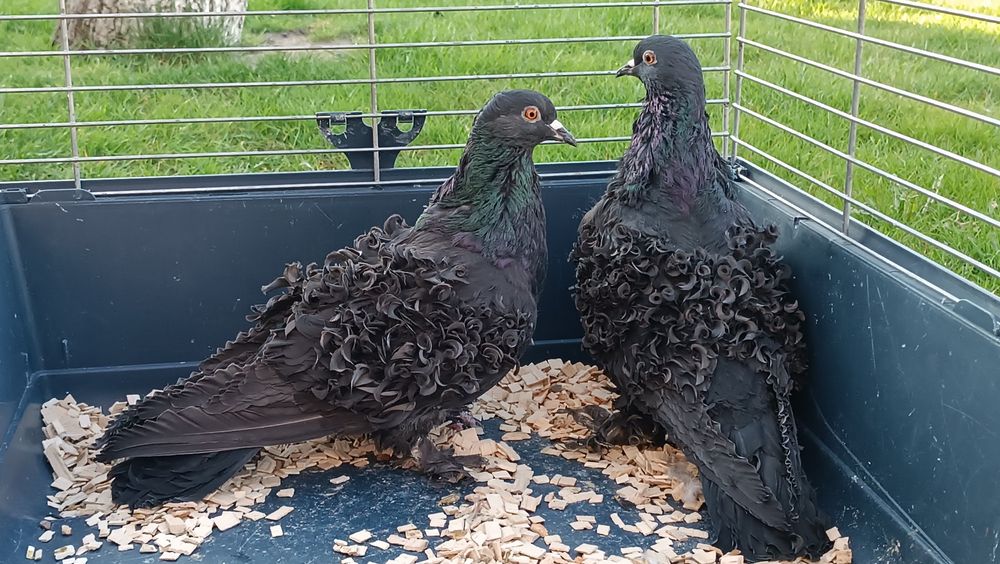 Gołębie loczki czarne, gołąb loczek