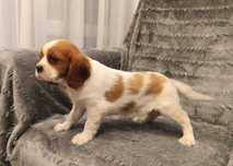 Cavalier King Charles Spaniel suczka