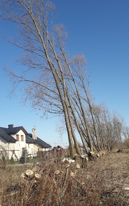 Wycinka drzew/przycinanie gałęzi/karczowanie,koszenie wysokich traw..