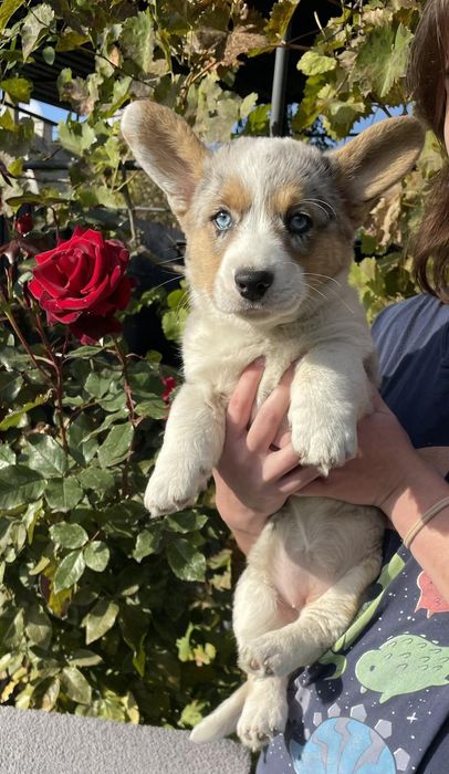 Дівчинка вельш коргі.