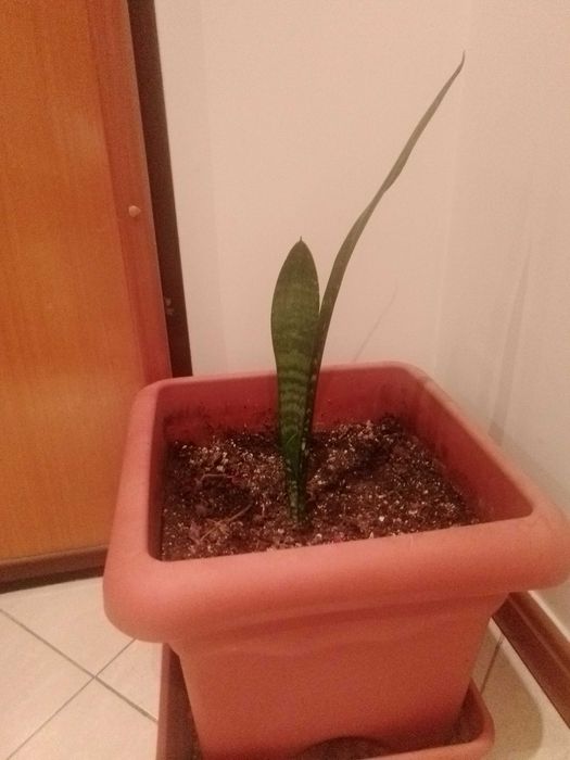 Planta Espada de São Jorge