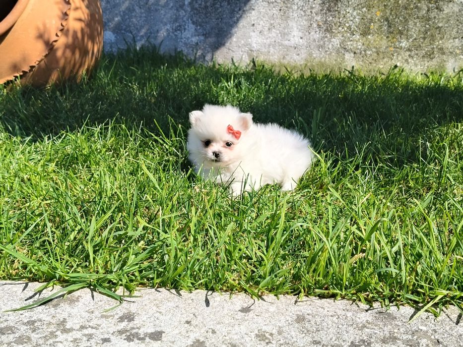 Spitz alemão -  branquinha