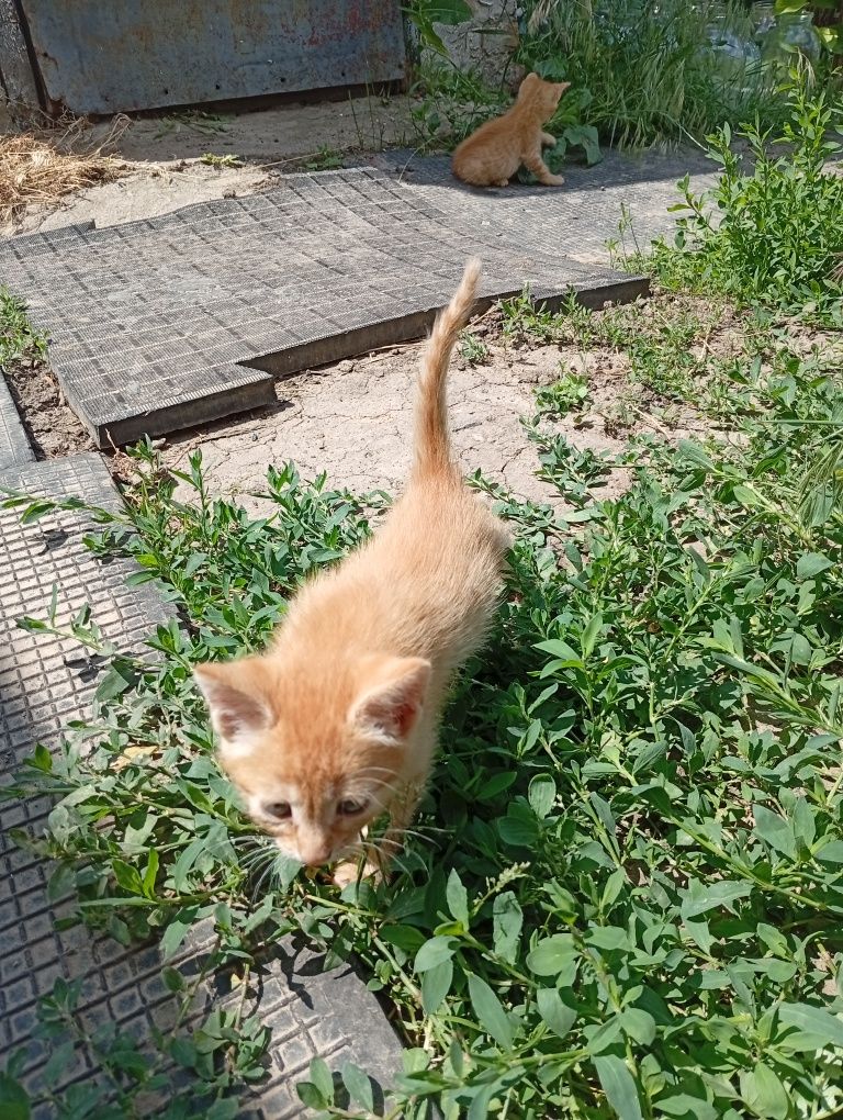 Віддам котят добрим людям.