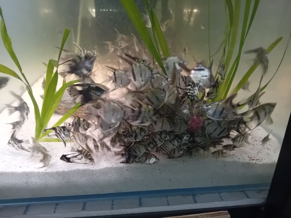 Skalary mix różne wielkości