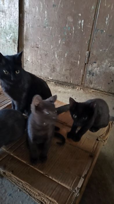 Чудесные котята черные