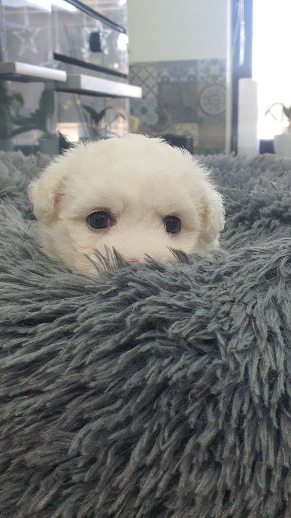 Bichon frise szczeniaczek  FCI