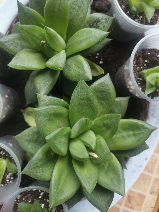 Хавортія вазон,продаж від 3шт,можна різних вазонів