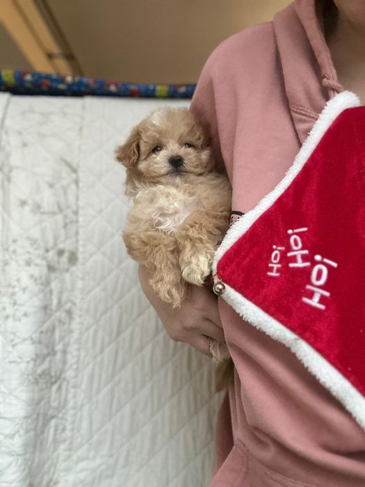 Міні красуня. Радість у сім'ю.  Дружелюбна мальтіпу Ф1 >