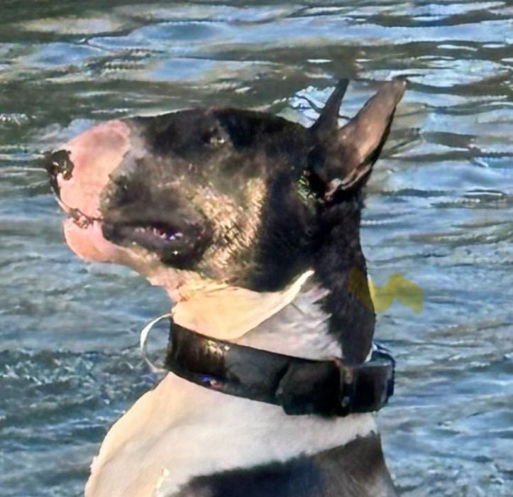 пропоную бультер’єра до вʼязки