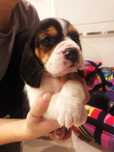 Beagle tricolor - wybitne z rodowodem!