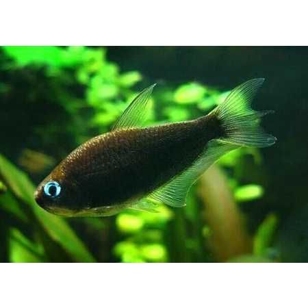 Tetra Cesarska Black