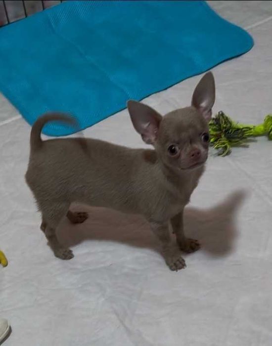 Міні чихуахуа. Ліловая.