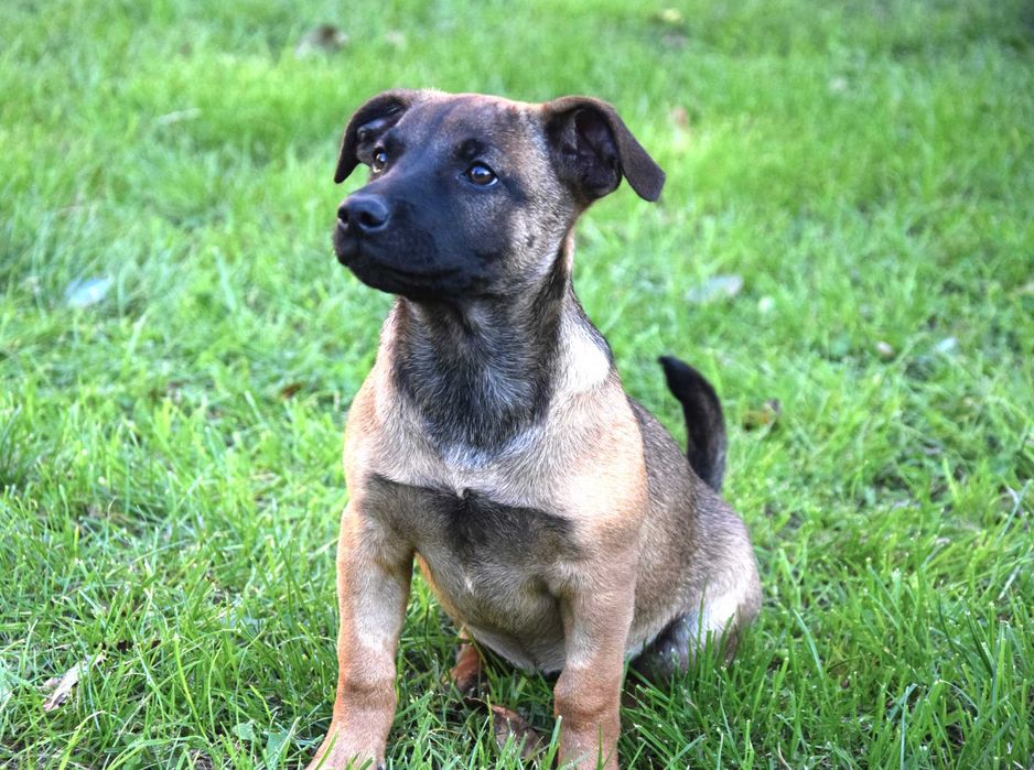 Śliczna, kochana, przytulasna ok 4 mies sunia czeka na dom