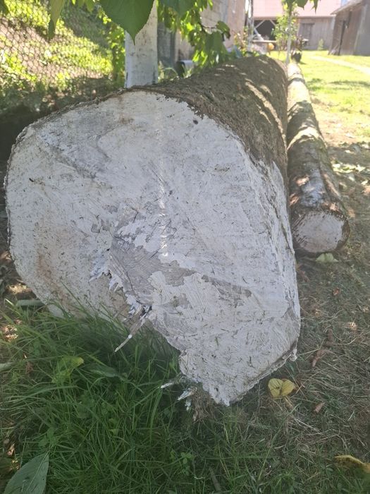 Kłoda drzewa jesion