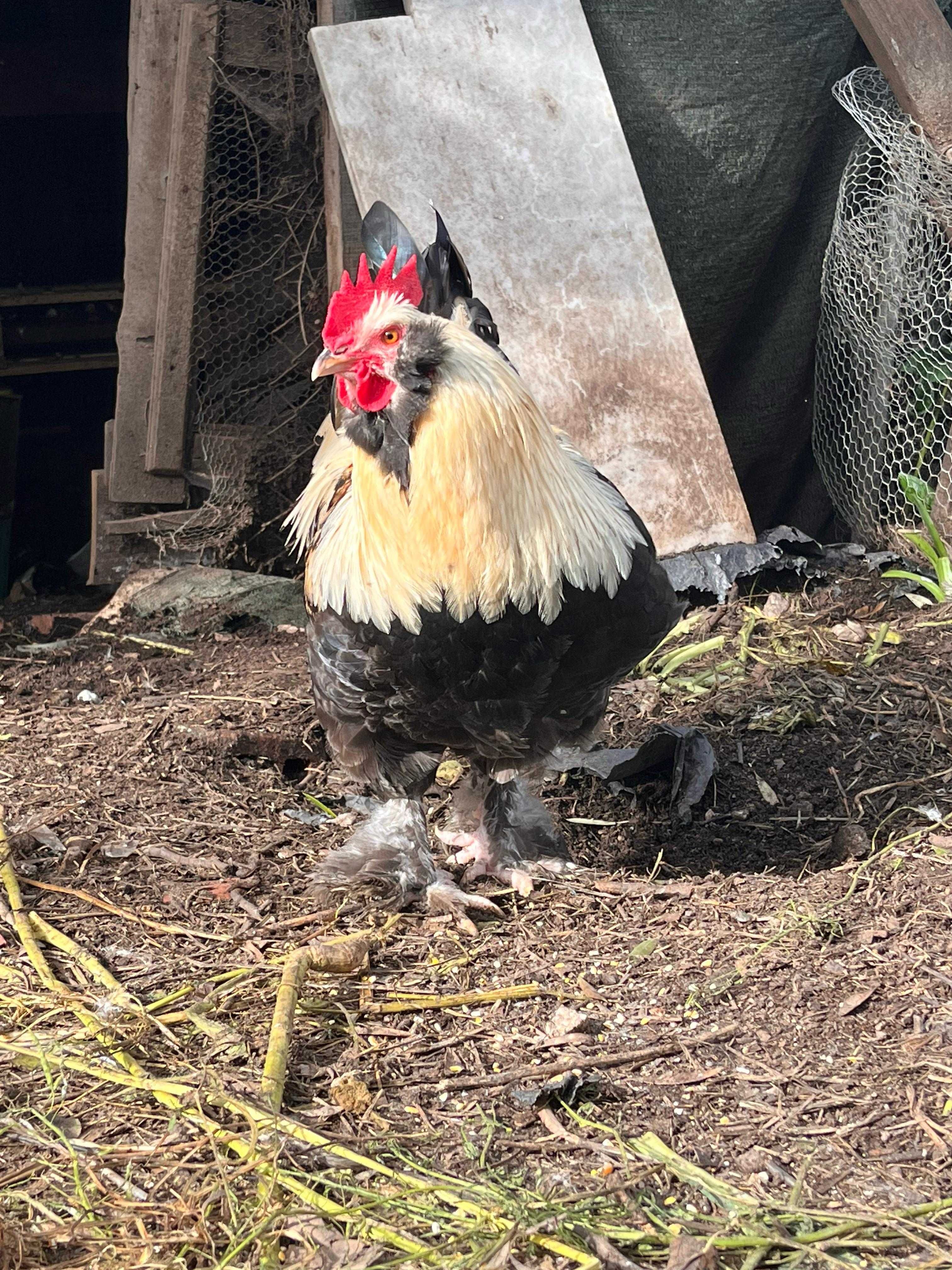 FAVEROLLES (ovos e aves)