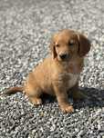 Golden retriever piesek