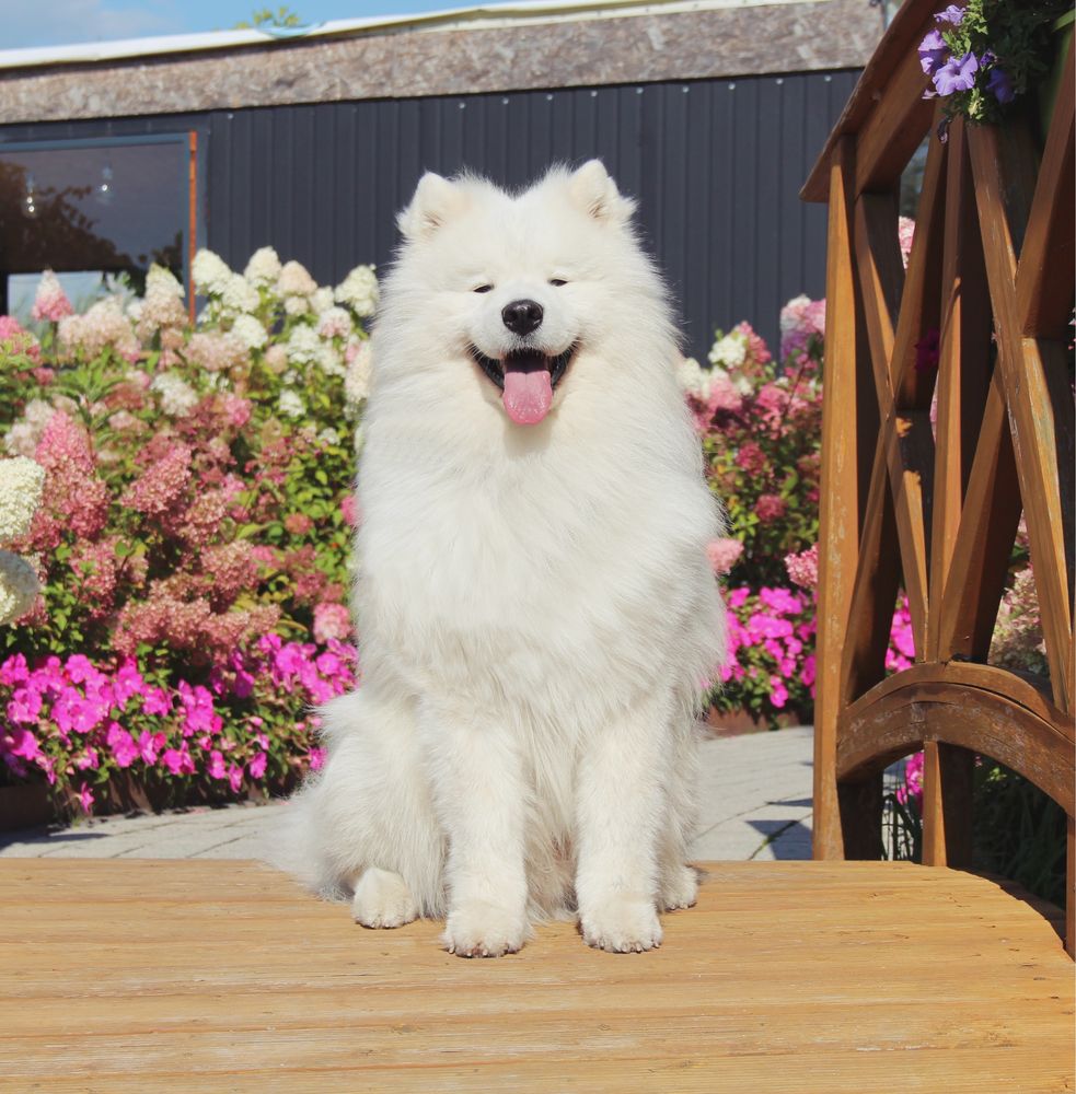 Samoyed szczenię ZkwP FCI