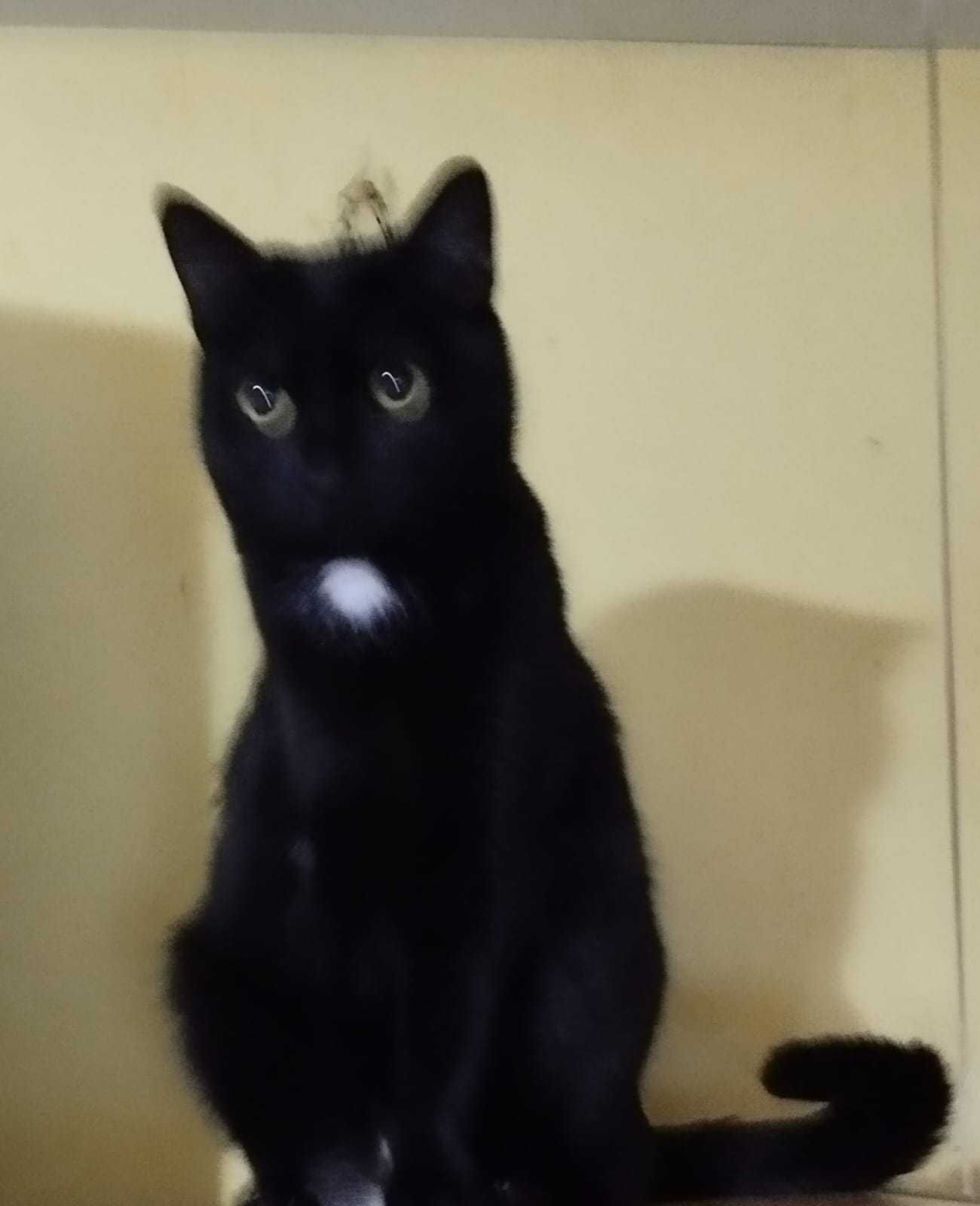 Troja - czarna kotka z białą plamką