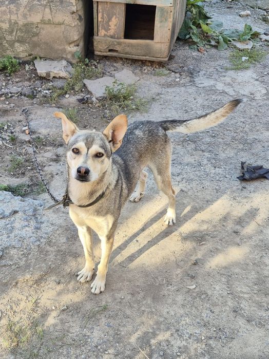 Віддам в добрі руки песика