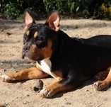 American Bully POCKET ,szczeniak ,,  czekoladowy  TRICOLOR