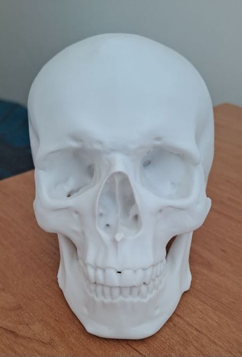 Череп роздрукований на 3D принтері деталізований