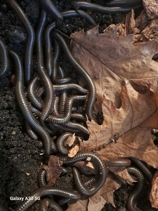 Wij kenijski krocionóg telodeinopus-aoutii-dorosłe