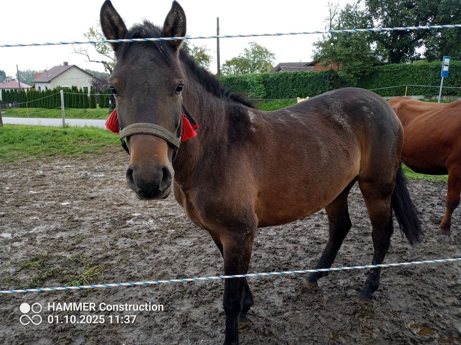 Klacz huculska 3 lat