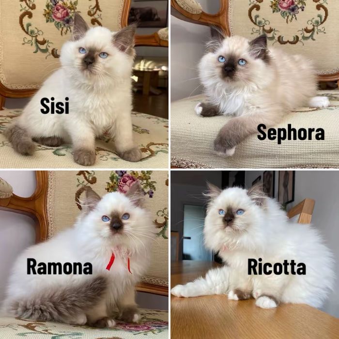 Kotka ragdoll gotowa do odbioru FPL